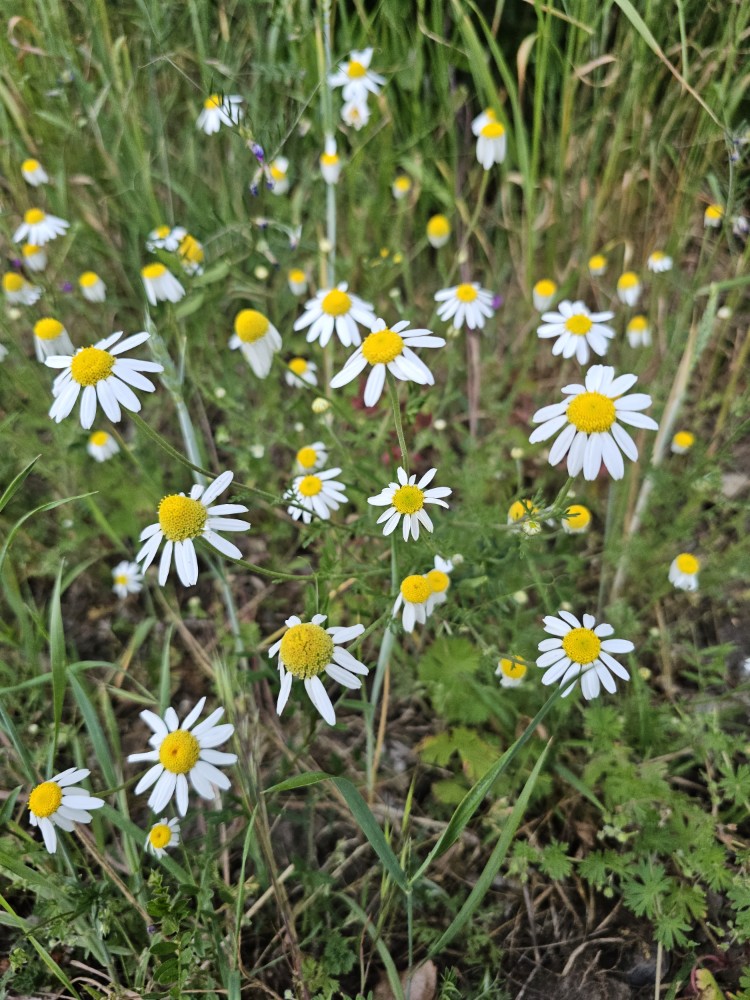 Acker-Hundskamille (Anthemis arvensis), Landesnaturschutzverband Schleswig-Holstein e.V.; Foto: Christian Müller