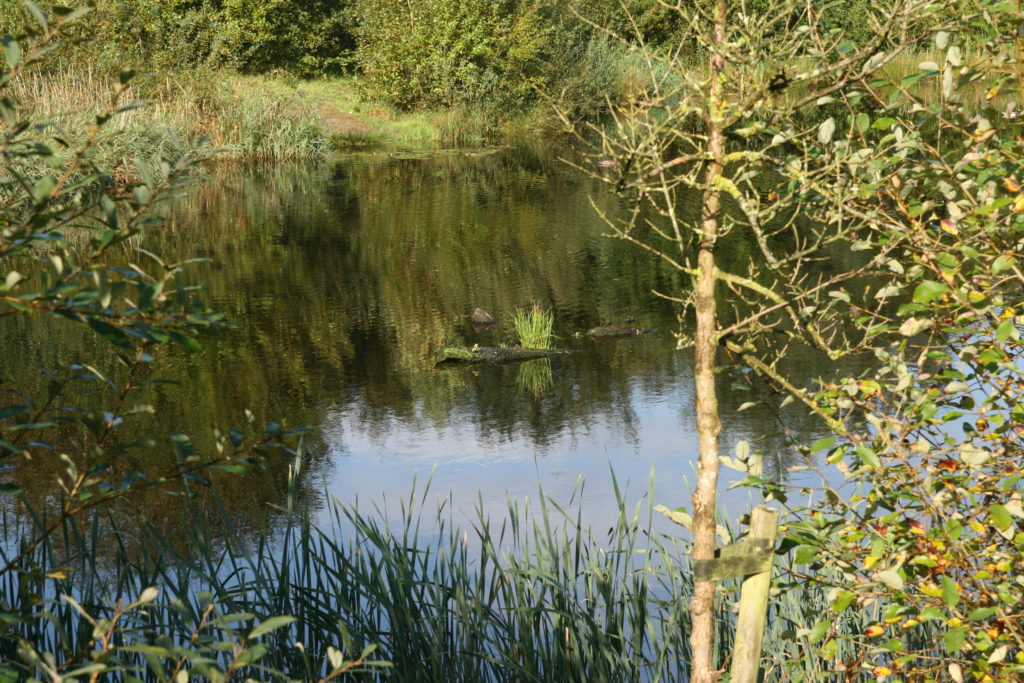 Moor in Schleswig-Holstein