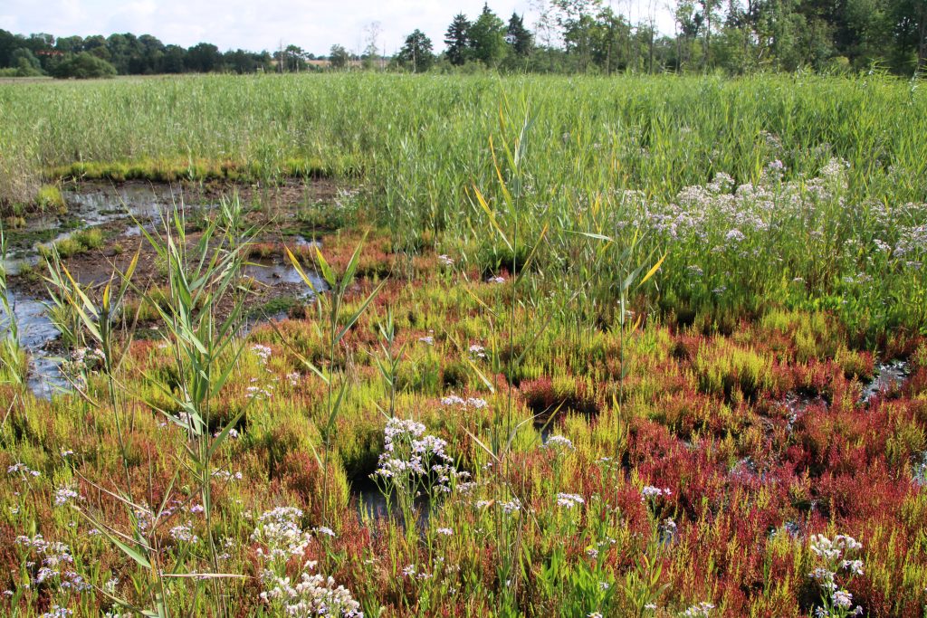 NSG Brenner Moor, Landesnaturschutzverband Schleswig-Holstein e.V.; Foto: Dr. Ulrike Graeber
