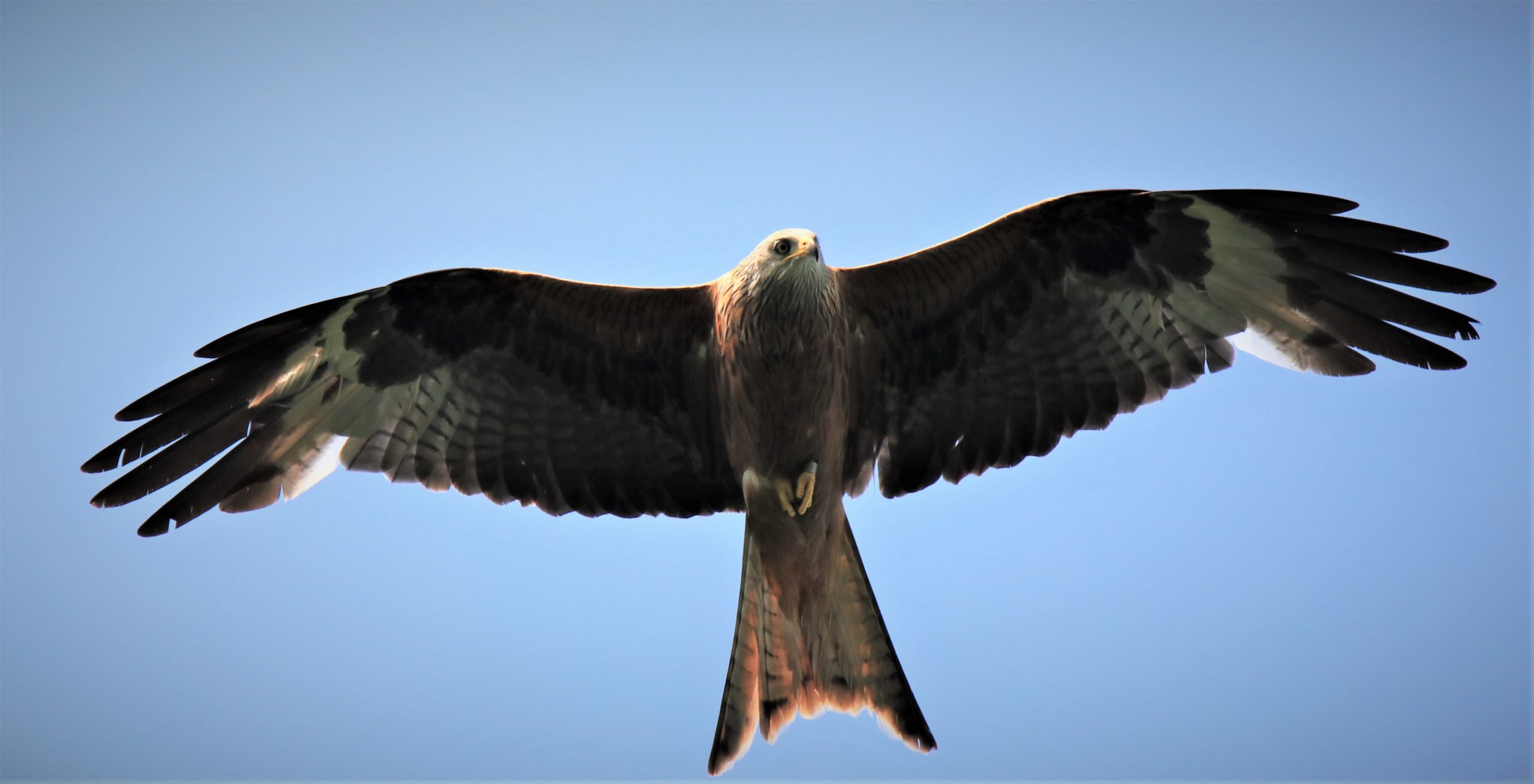 Häufiger Gast in der Blunkerbach-Niederung: Rotmilan (Milvus milvus), Landesnaturschutzverband Schleswig-Holstein e.V.; Foto: Nils Kuhnert-Schumacher