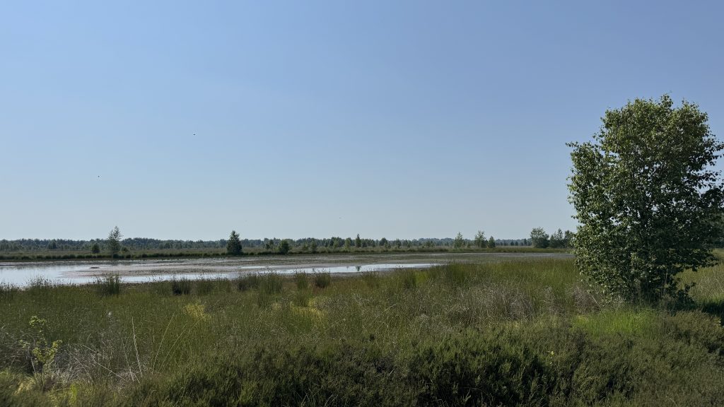 Verlüßmoor im Teufelsmoor 2026; Landesnaturschutzverband Schleswig-Holstein e.V.; Foto: Sima Rieckhof